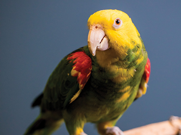 Meet the Plymouth-based Organization Helping to Save Pet Parrots