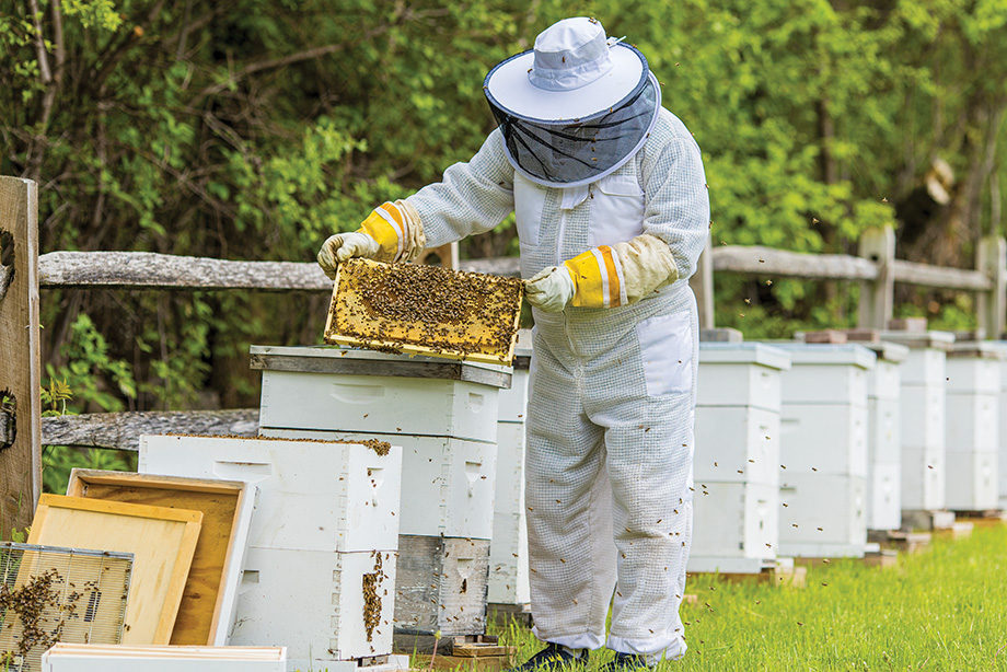 Hear the Buzz Around Town with Local Beekeeper Mark Poppendeck