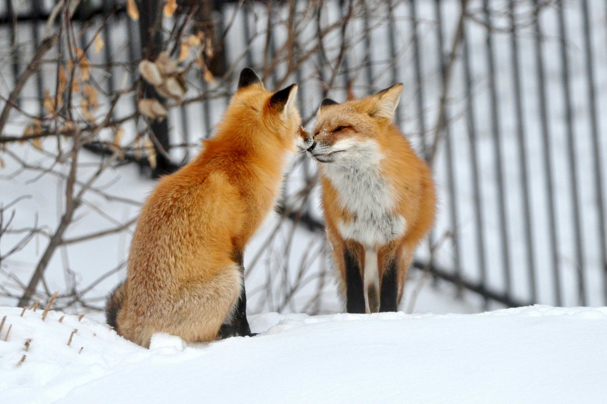 Affectionate nose touch by this cute fox couple! by Jan Speak