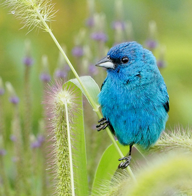A Pop of Color! (Indigo Bunting at Lake Camelot) by Deb Ranney