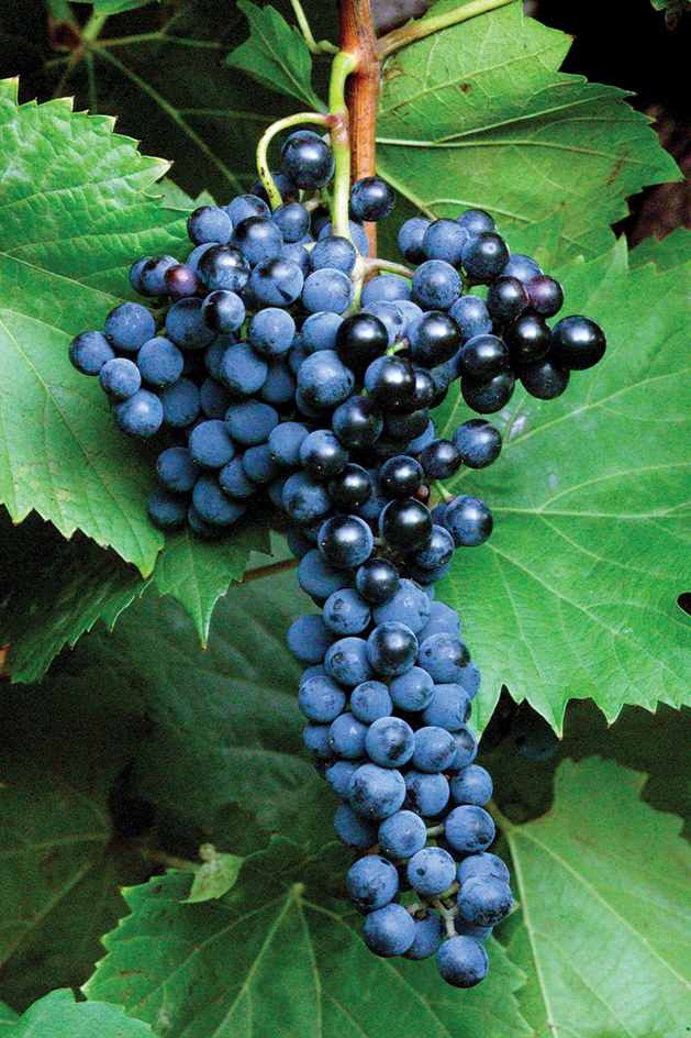 'Frontenac' Grapes
