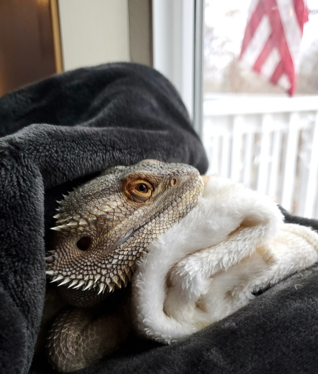 MY BEARDED DRAGON ELLIOT, ENJOYING LOOKING OUT THE WINDOW WHILE HE IS COZY IN HIS BLANKETS., Stacy Williams