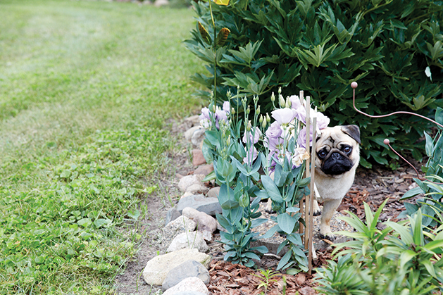 Pug in a Garden
