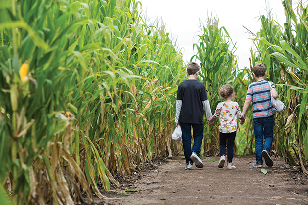 Kids in Corn Maze at Apple Jack Orchards