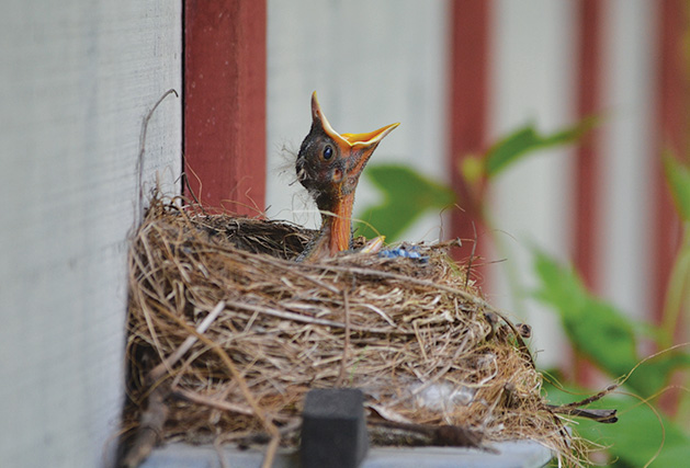 A baby bird in a nest calls out for food.