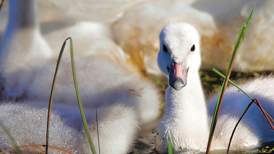 Photo of a young swan.