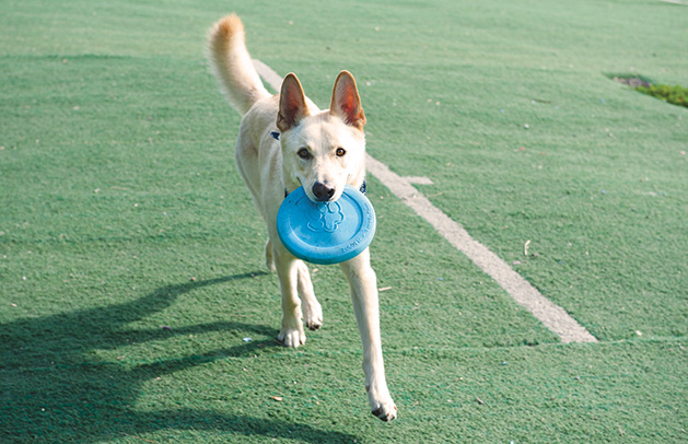 Plymouth Dog Parks Offer a Place Where Dogs Can Be Dogs