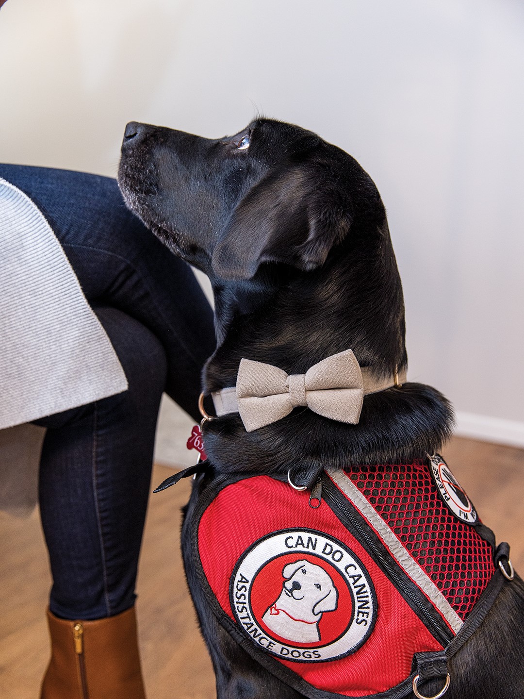 Assistance dog Sonora wearing her Can Do Canines vest.
