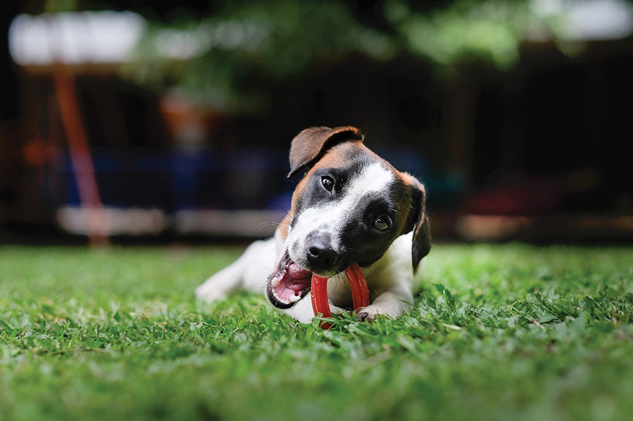 Jack Russell Terrier Dog Lying On Grass Biting Red Toy