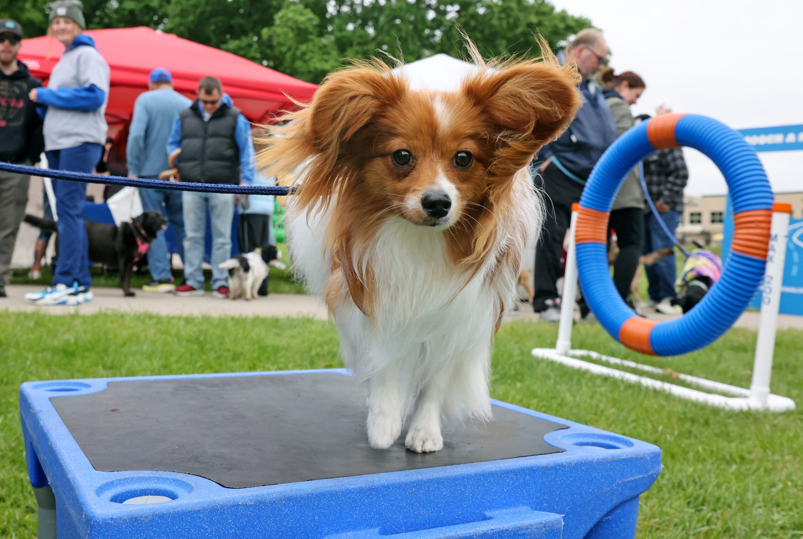 Plymouth 2026 Bark in the Park