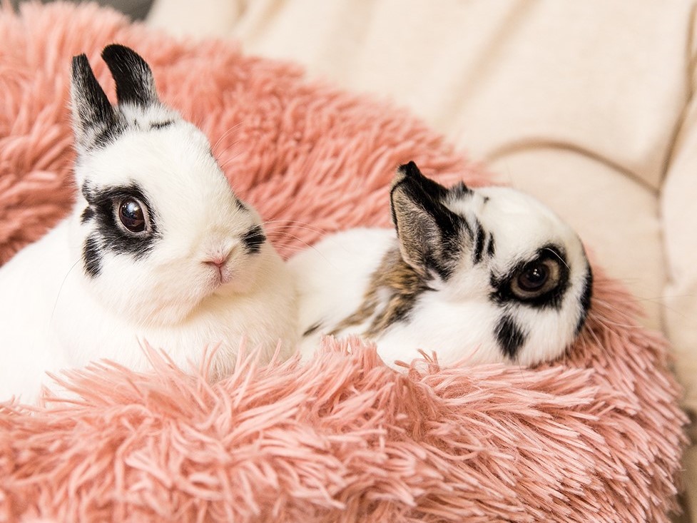Bunny Besties has visited Plymouth’s Amira Choice senior living community a number of times and hopes to expand its senior programming in the future.