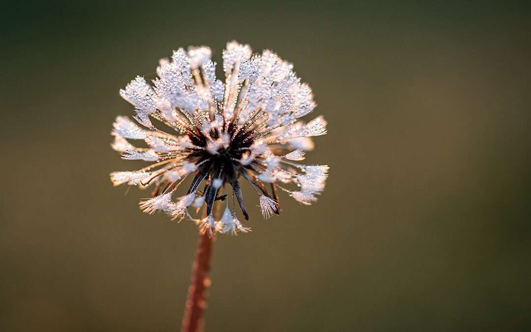 Morning Glow on Wisps