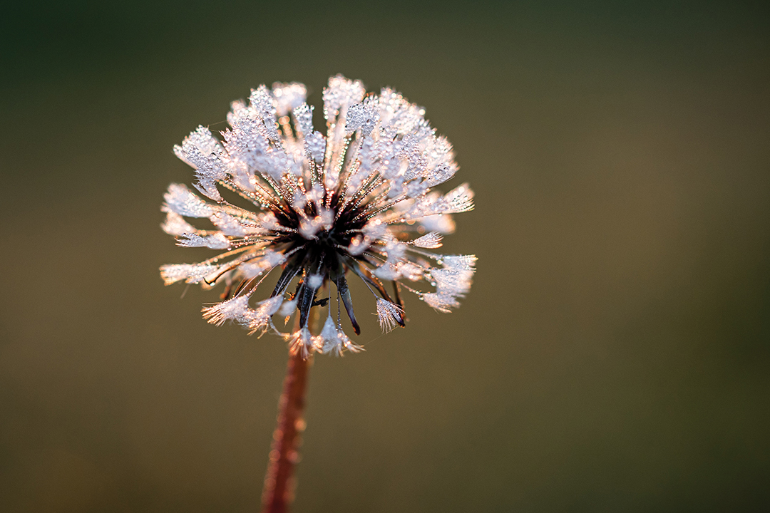 Morning Glow on Wisps