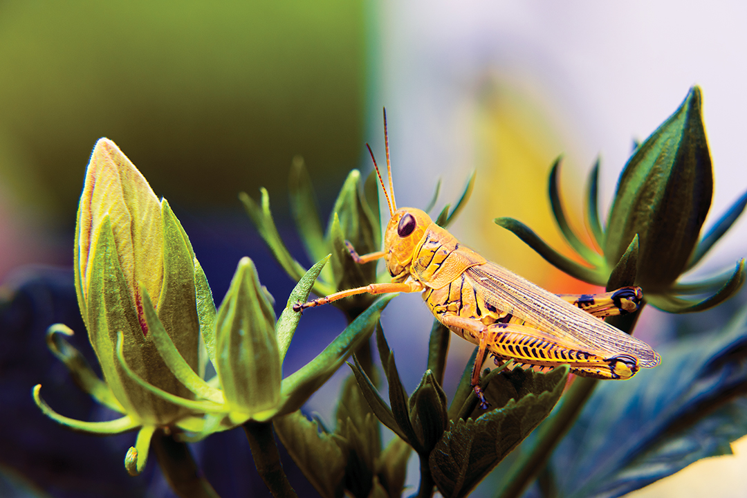 The Unwanted Guest by Bodhisatya Bhaduri