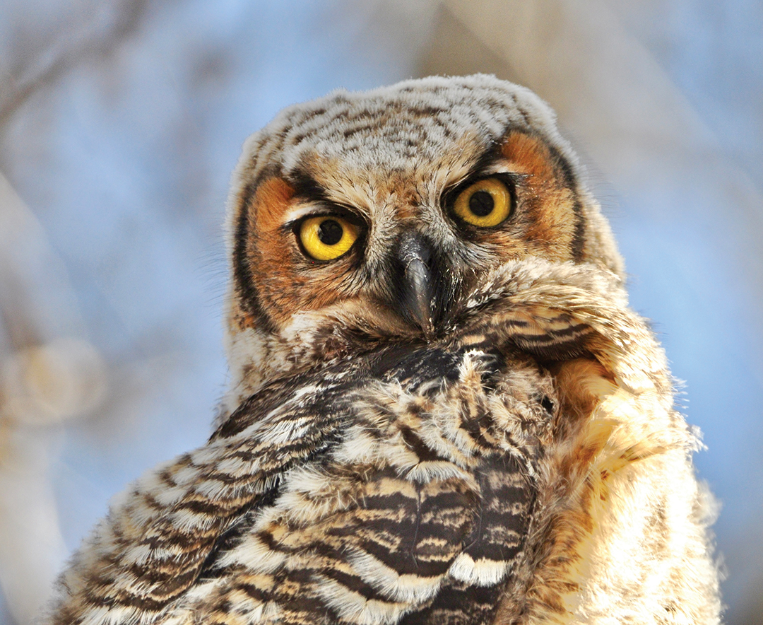 Whooo are you looking at? by Jan Speak