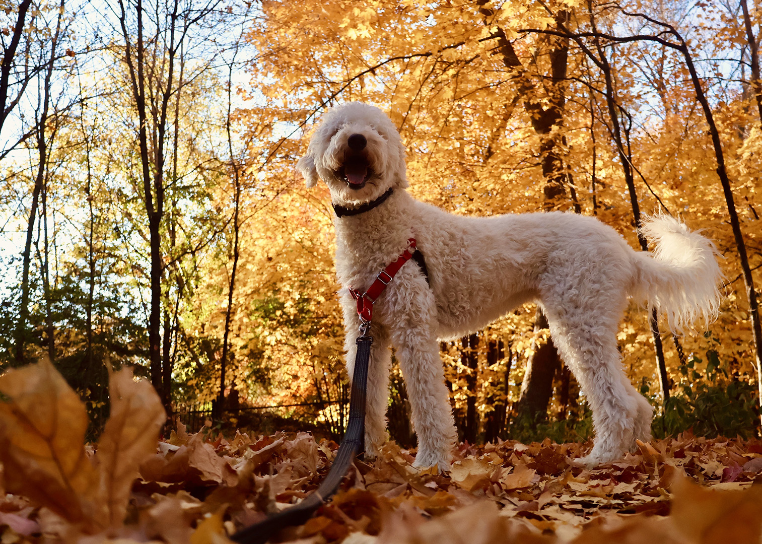 Autumn Stroll