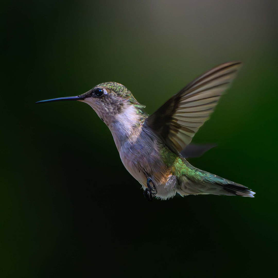 In Flight!