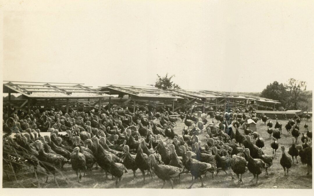 Gobble Gobble at the McCormick Farm