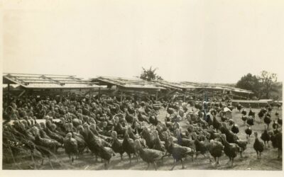 Gobble Gobble at the McCormick Farm