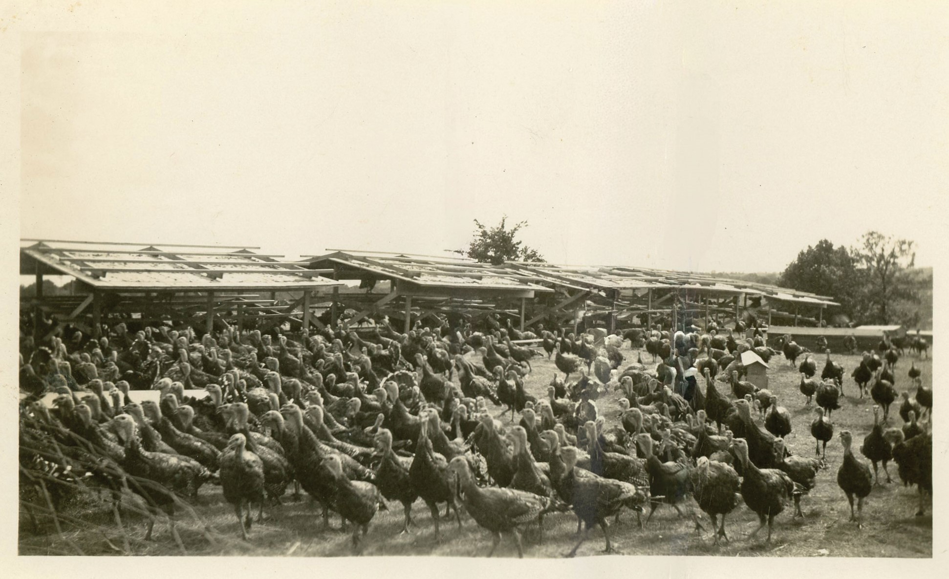 Turkeys from the McCormick Farm, undated.