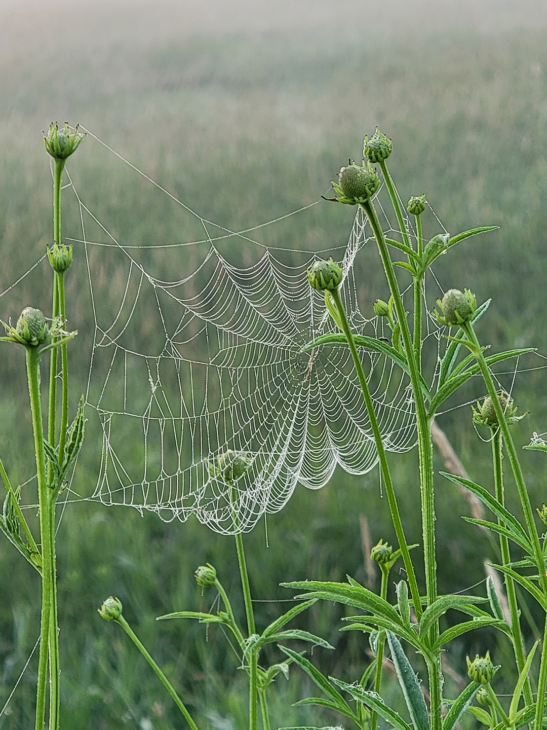 Dreamcatcher