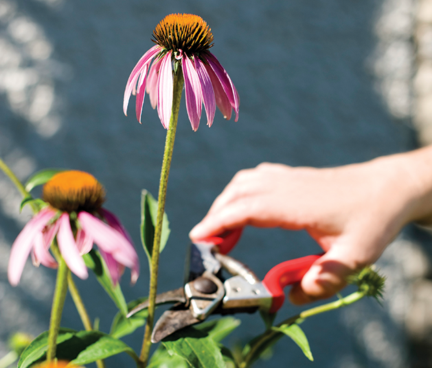 Gardening with Native Plants Soothes Your Soul and Heals the Earth