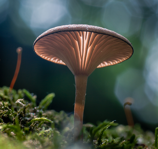 First Place in Nature and Wildlife.