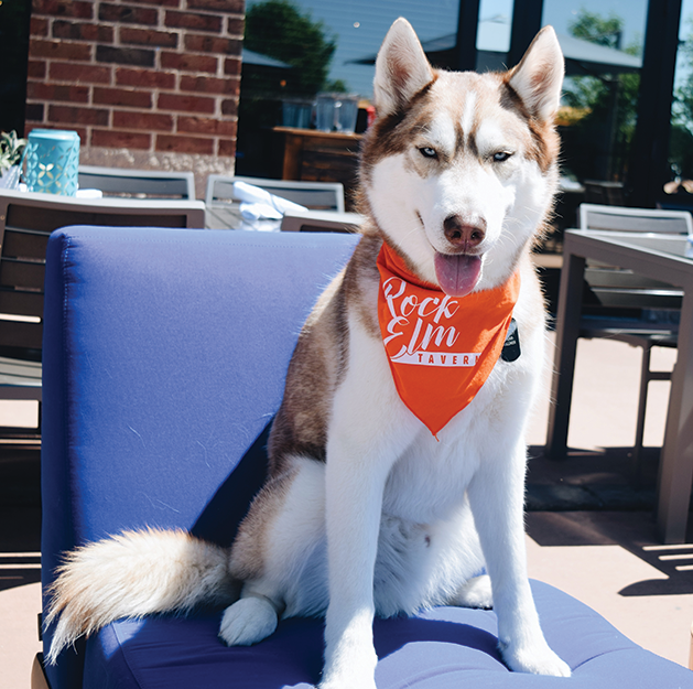 Picture Plymouth: There’s a Bear on the Patio!