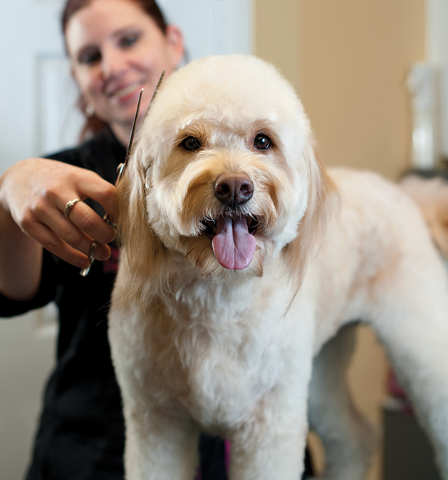 Grooming Your Pet Can Keep Them Healthy and Happy