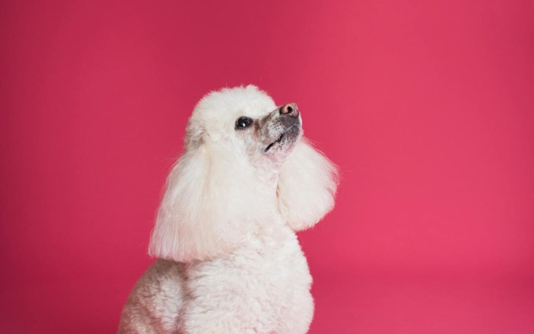 The Importance of Dog Training