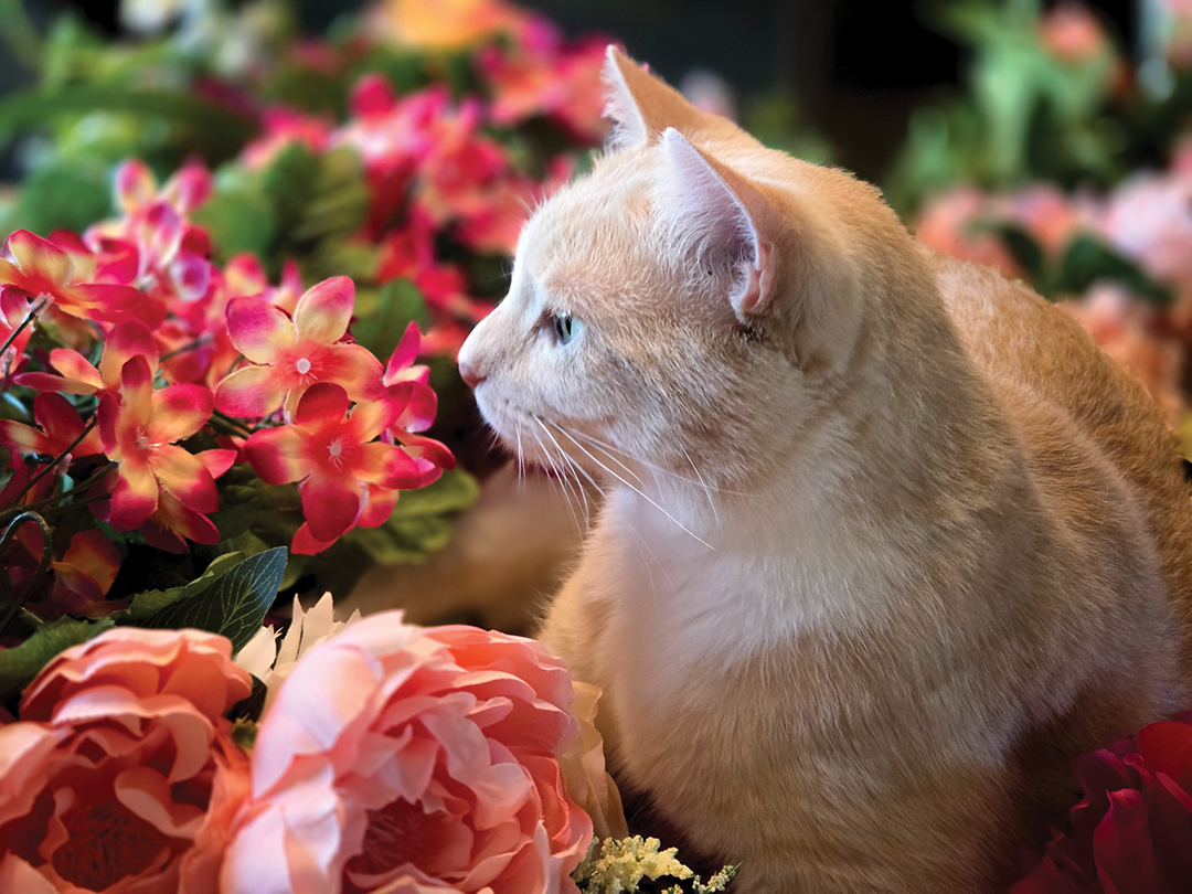 Twix Assists With Bridal Shower Prep