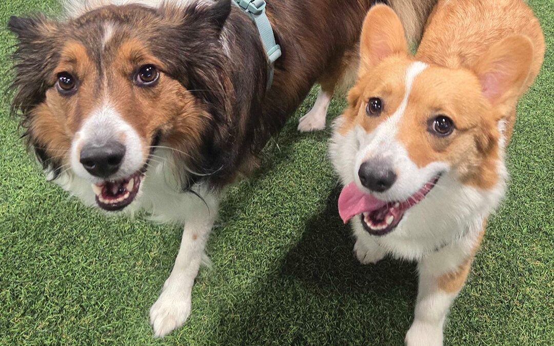 Doggy Date Night at Brew Park Plymouth