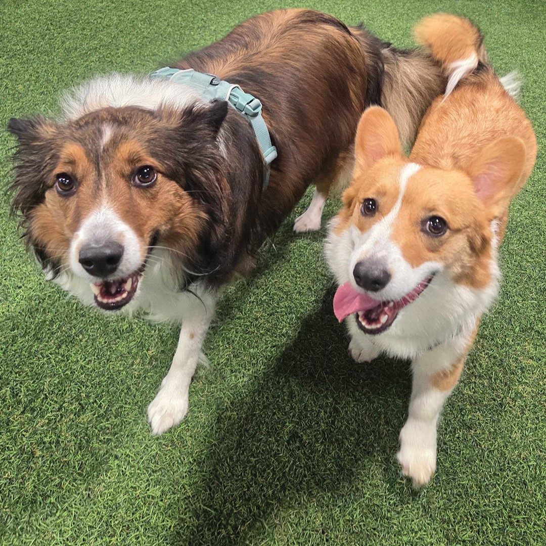 Celebrate Valentine’s Day a day early with two flatbreads, two glasses of house wine and a dessert at Brew Park Plymouth.