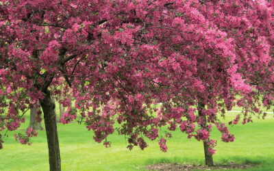 Spring Into  Planting Season