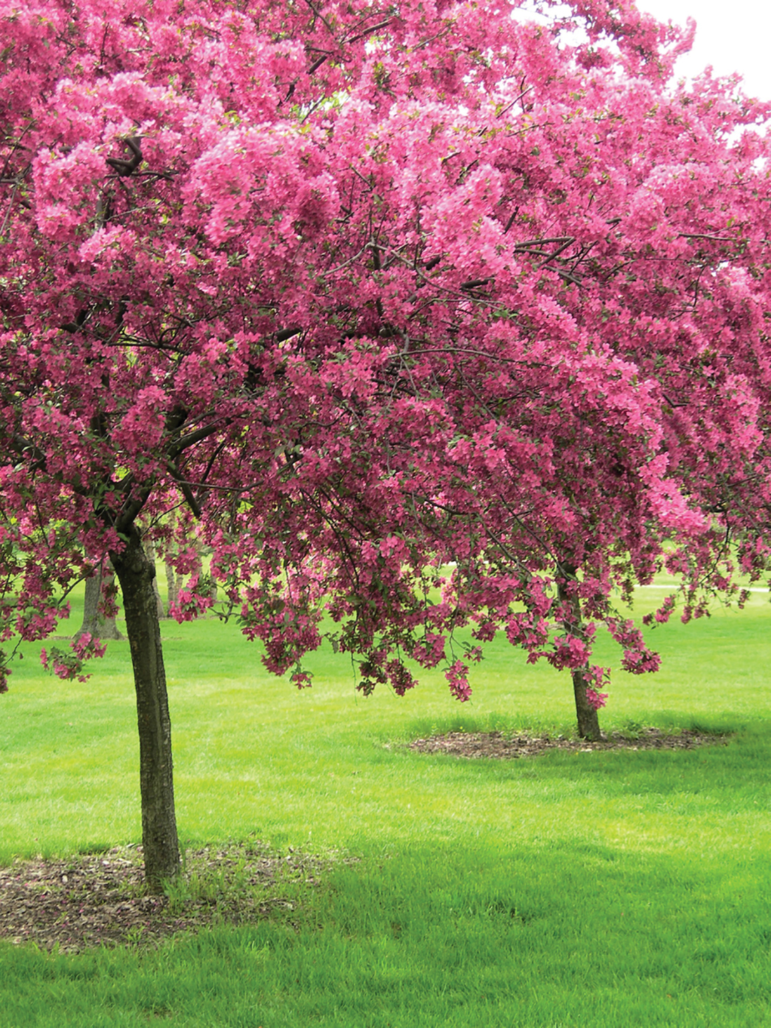 Blooming Crabtrees