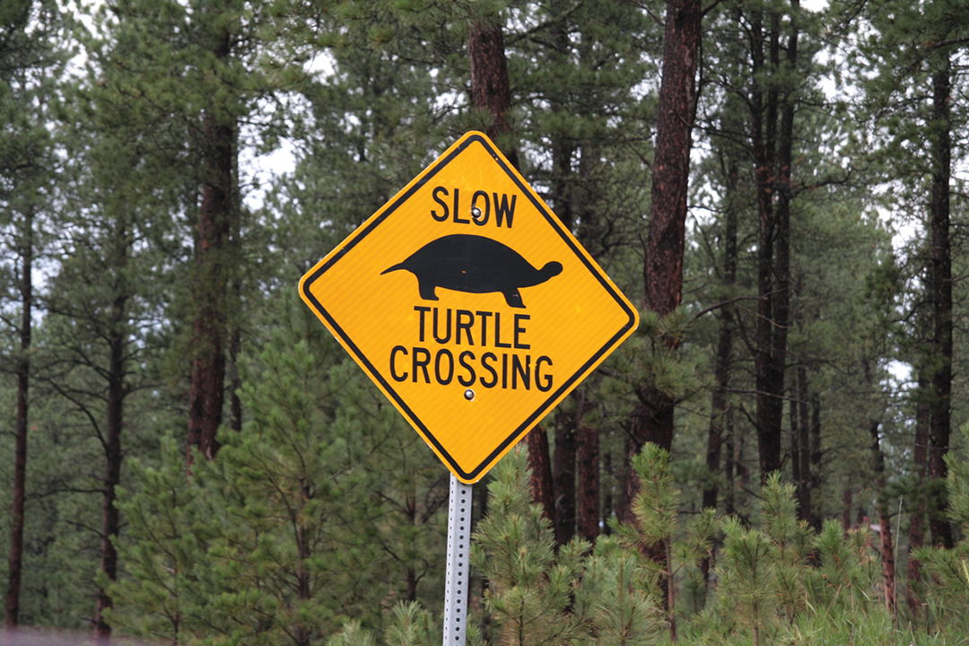 Turtle crossing warning sign, Custer State park, South Dakota.