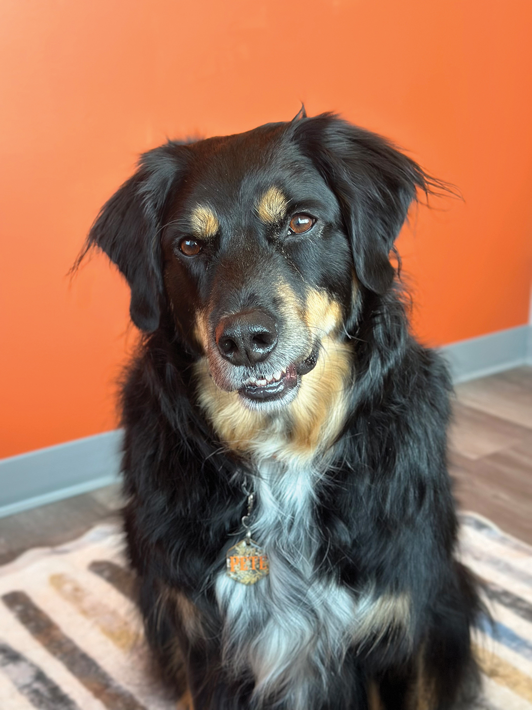 Dog Pete
