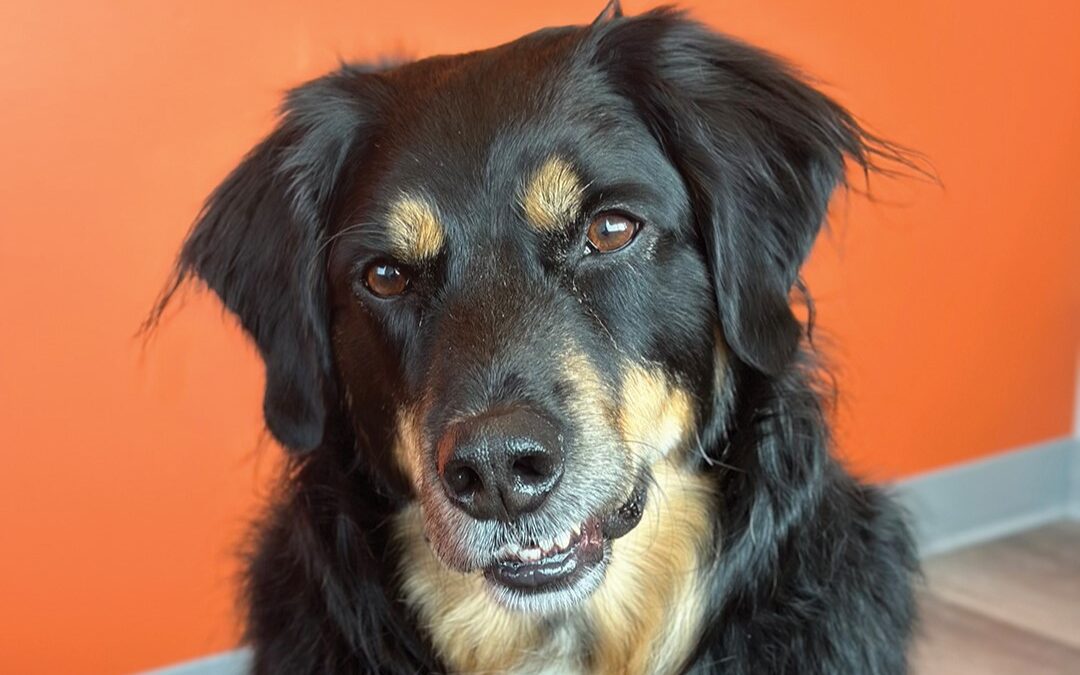 A Paw-sitive Experience with PetVet365