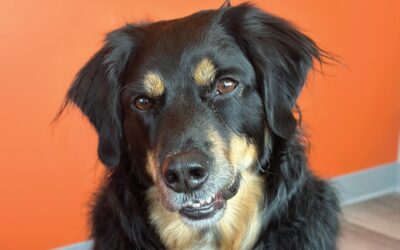 A Paw-sitive Experience with PetVet365