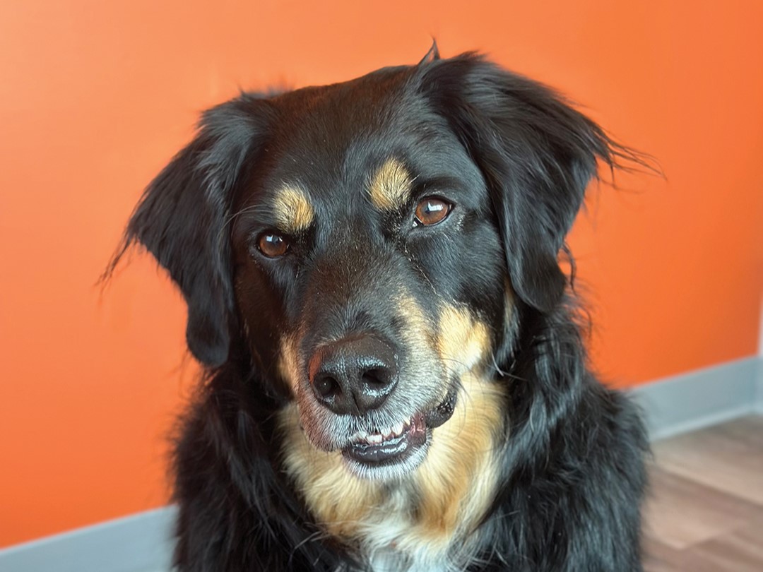 Dog Pete