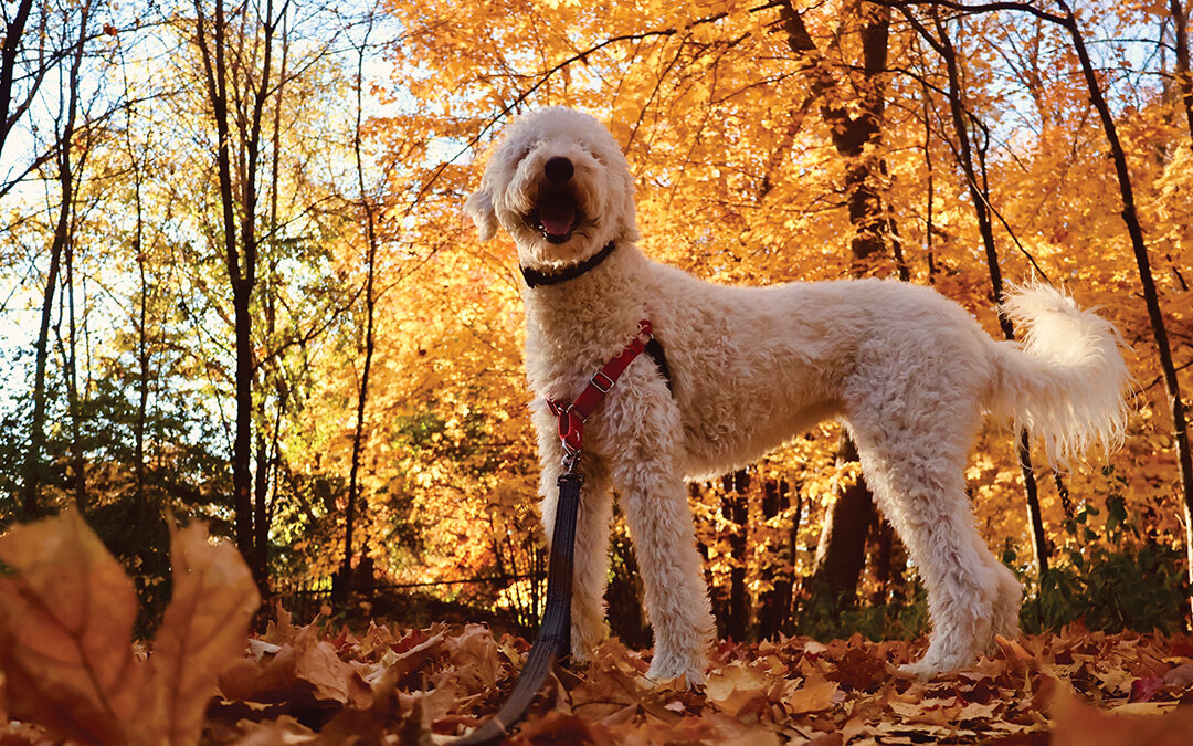 Autumn Stroll