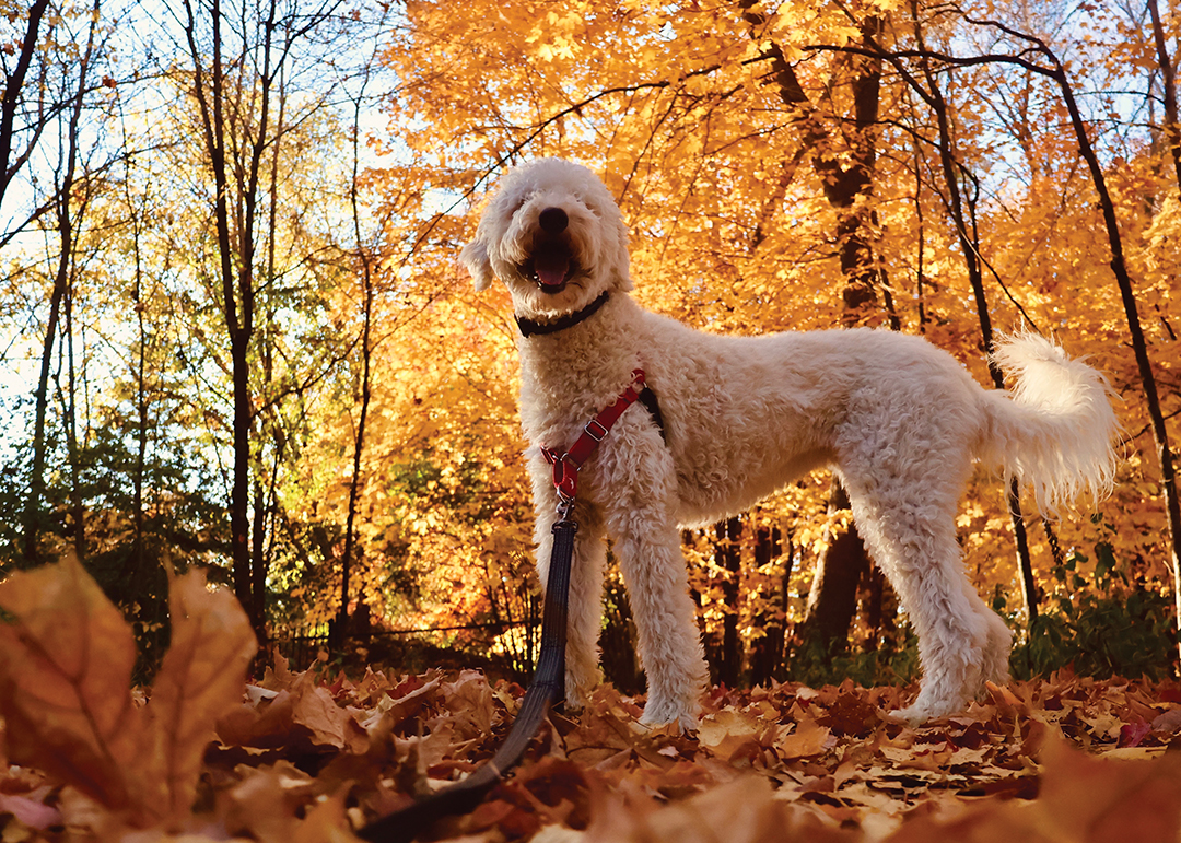 Autumn Stroll