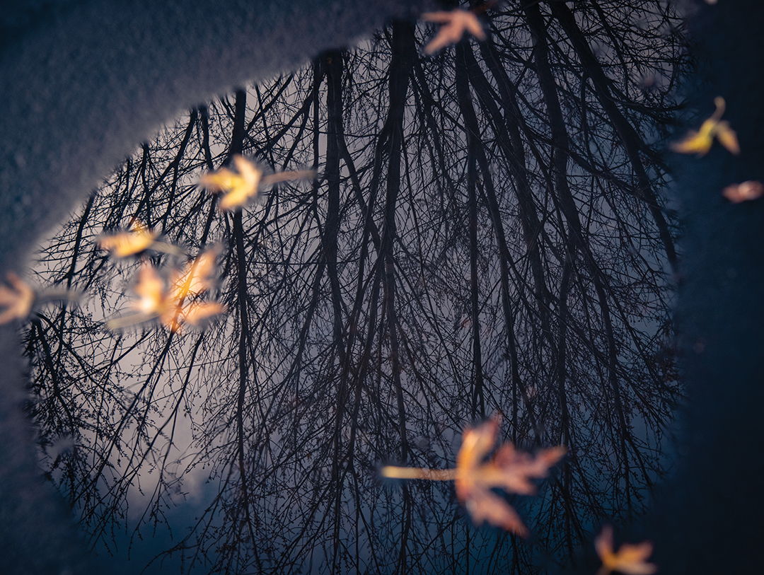 Changing of the Seasons by Katie Wimberly