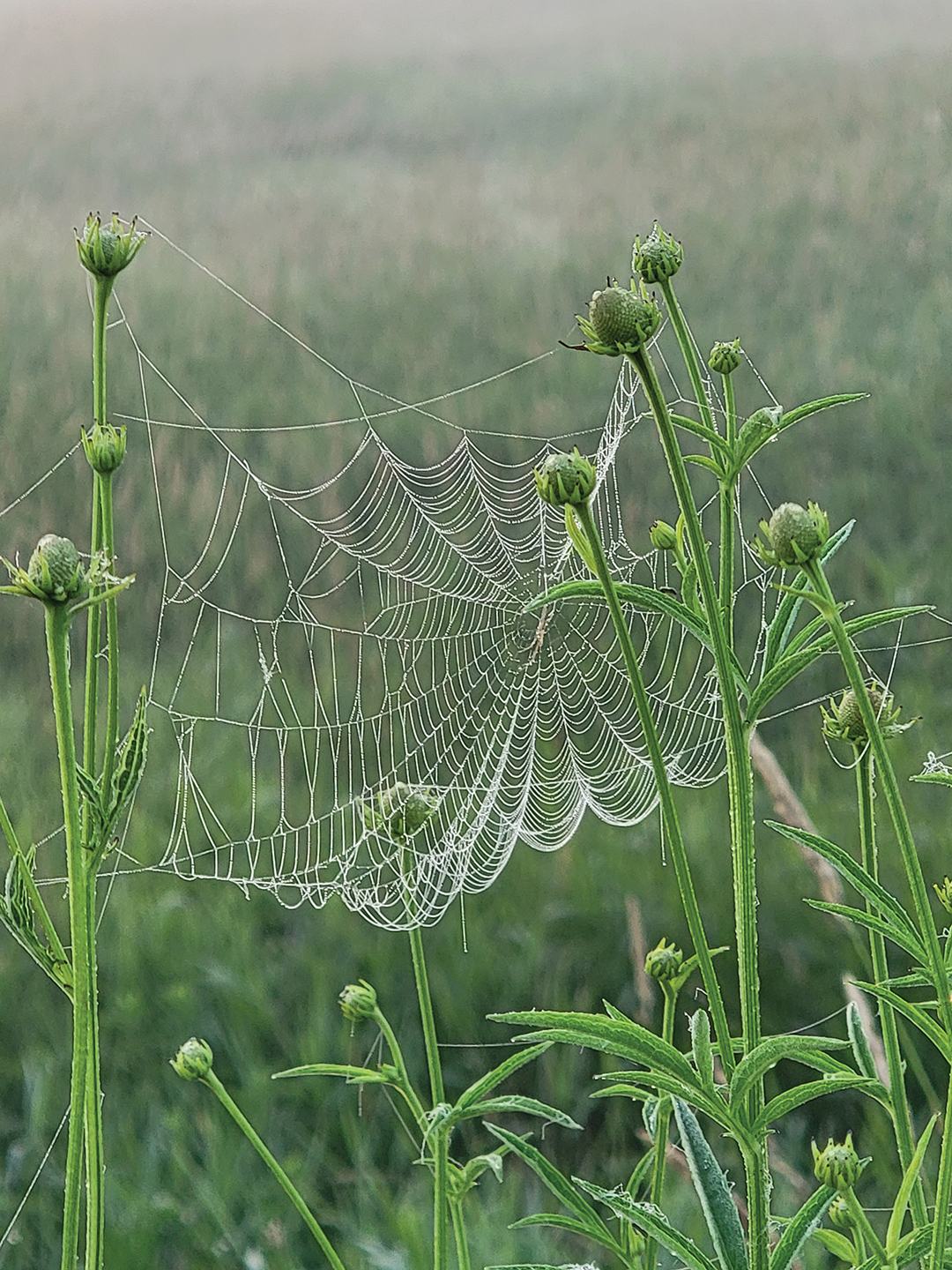 Dreamcatcher by Anita Sperry