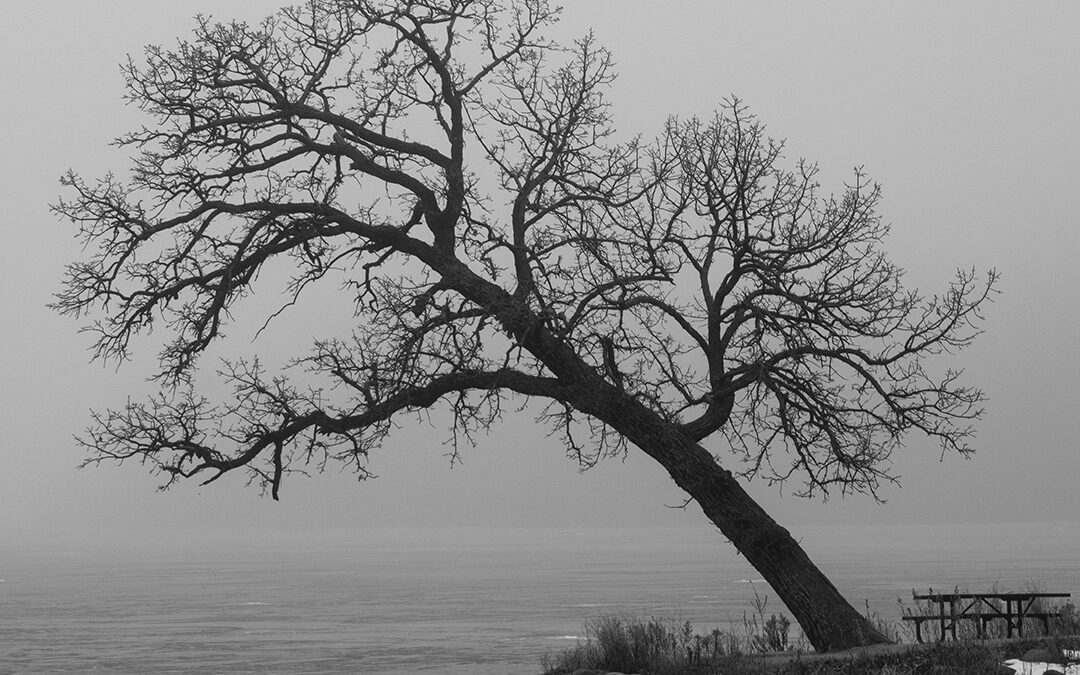 Local Photographers Capture the Spirit of the Season