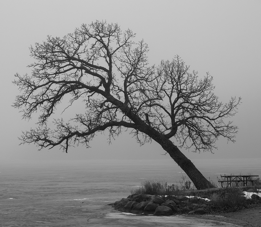 Medicine Lake Oak Tree by Mark Wahl