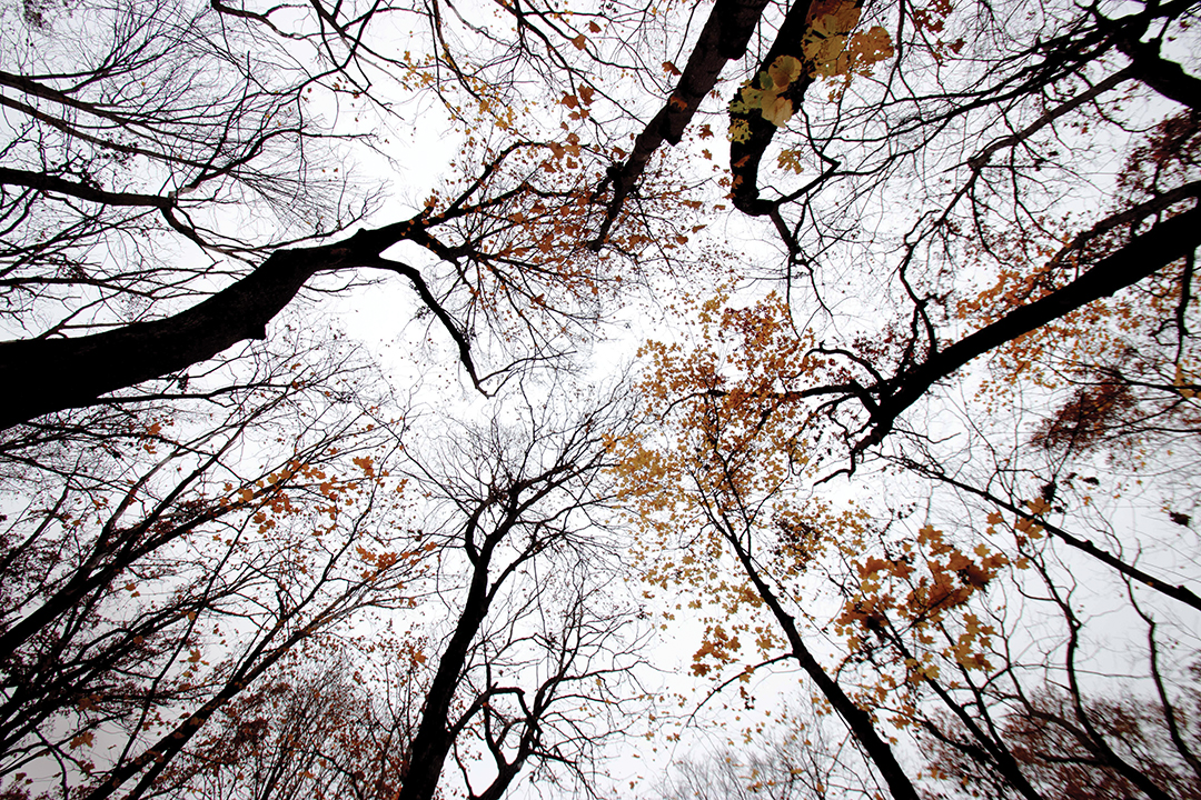 Spooky Trees by Mark Wahl
