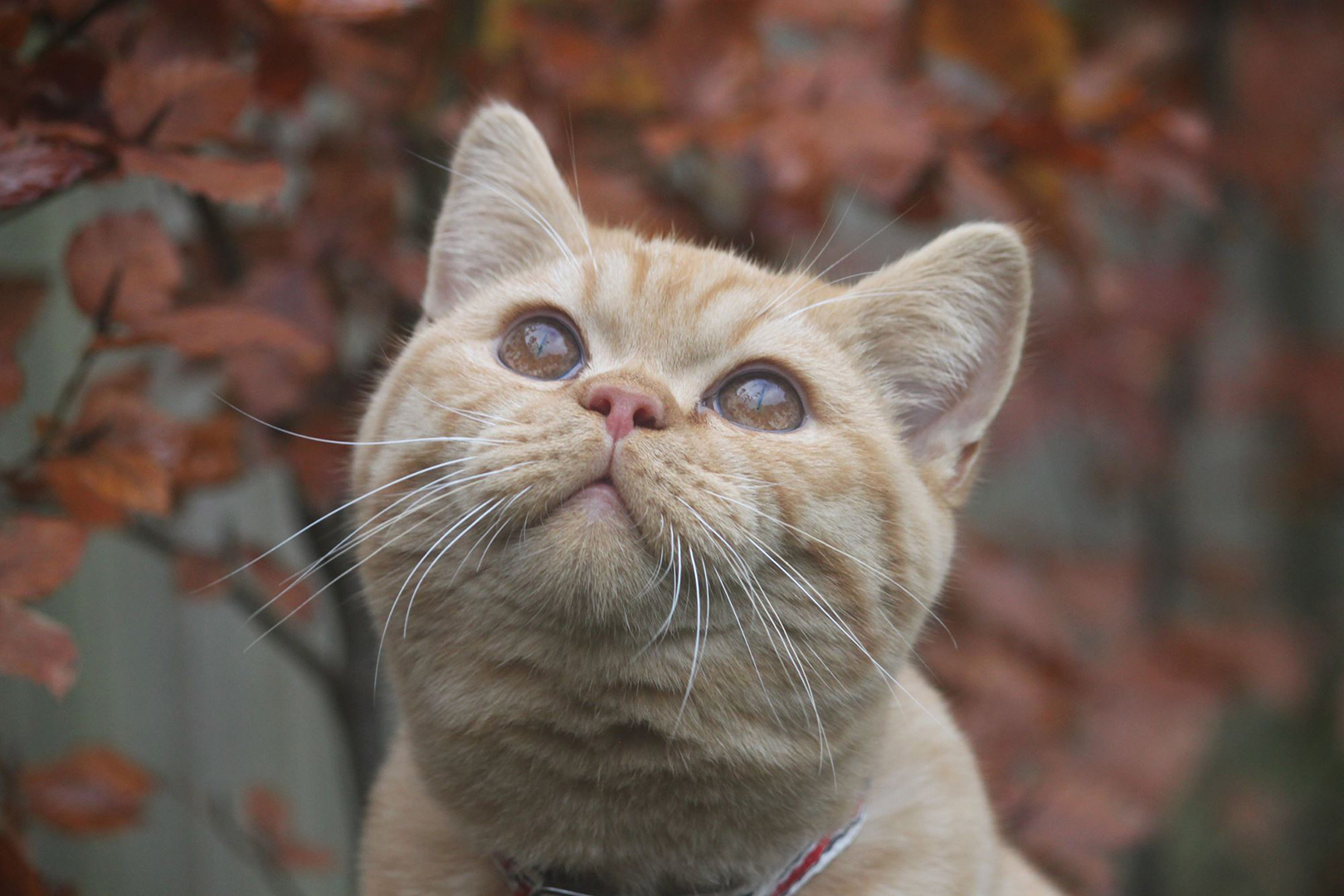 Golden eyes