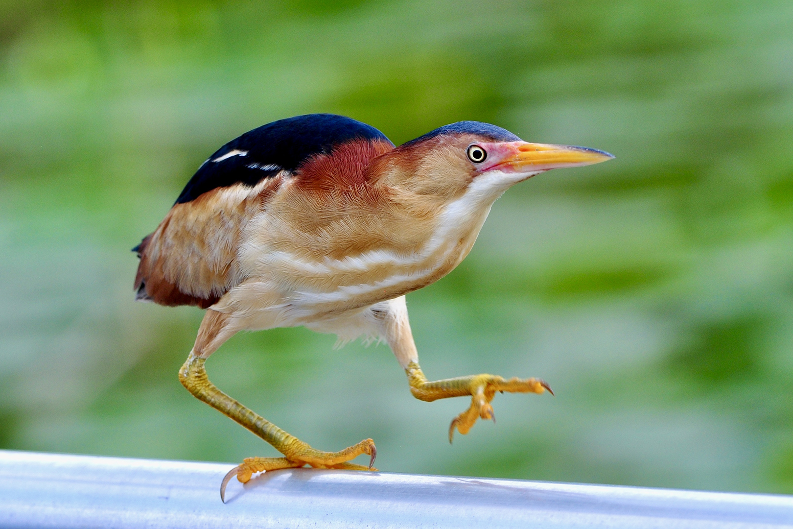 Least Bittern trades cattails for handrails