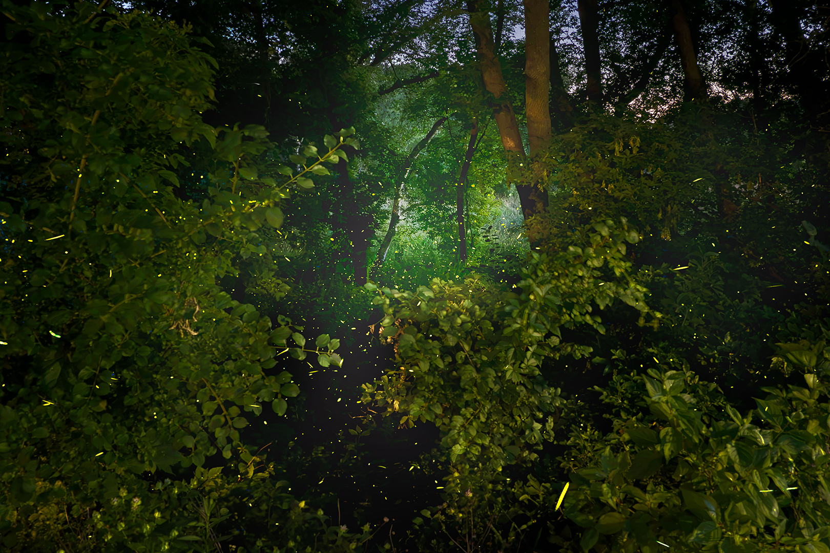 Fireflies in the Millennium Garden